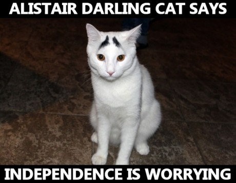 darlingcat